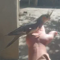 عروس هلندی زیبا و جوان|پرنده|سنقر, |دیوار