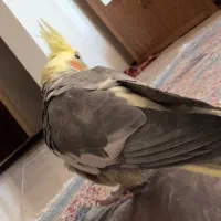 فروش عروس هلندی نر و ماده