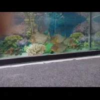 پیرانا ردبلی اصلی