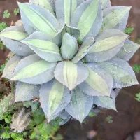 بازاریاب یا فروشنده اقا ۲ نفر