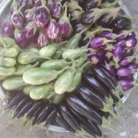 بادمجان ترشی مگدوس مخلل