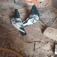 کله سیاه نرو‌ ماده‌ به شرط همه چیز