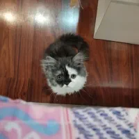 بچه گربه بریتیش پرشین 4 ماهه