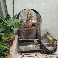 عروس هلندی و مرغ عشق|پرنده|شال, |دیوار