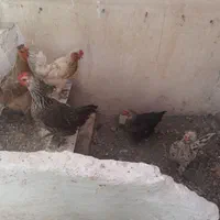 1خروس گلین 5مرغ بومی  تخم گذار|حیوانات مزرعه|اصفهان, اشکاوند|دیوار