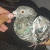 کبوتر سرور|پرنده|بهبهان, |دیوار