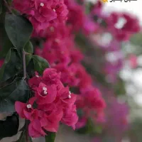 خط موبایل 09120496265