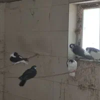 کبوتر اصفهانی|پرنده|مهریز, |دیوار