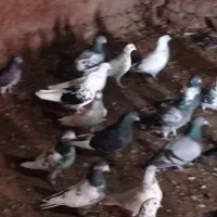 کبوتر|پرنده|هیر, |دیوار