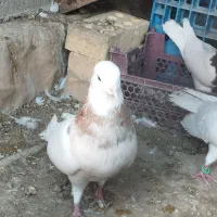 کبوتر