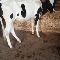 گوساله ماده