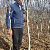 نهال اسرایلی گردو|خدمات باغبانی و درختکاری|تهران, یاخجی آباد|دیوار