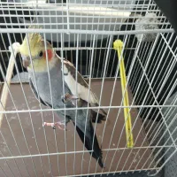 عروس هلندی نر