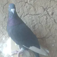 کبوتر پلاکی|پرنده|ارم, |دیوار