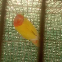 کوتوله دستی