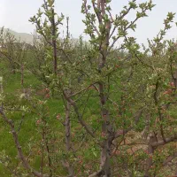 کارباغداری