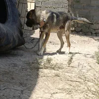 سگ های نگهبانی وو گله  داری|سگ|شیروان (خراسان), |دیوار