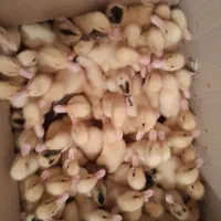 اردک|حیوانات مزرعه|یزد, |دیوار