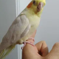 طوطی عروس هلندی های رام و سخنگو سن ۲ تا ۶ ماه