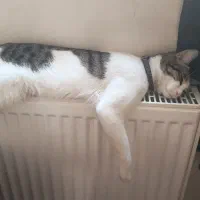 واگذاری گربه