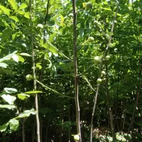 نهال اصفهان|گل و گیاه طبیعی|شاهینشهر, شهرک ردانی پور|دیوار