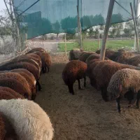 بره زنده|حیوانات مزرعه|اصفهان, بهارستان|دیوار