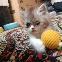 توله پرشین|گربه|مشهد, ادیب نیشابوری (شهرک غرب)|دیوار