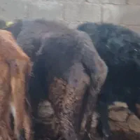 گوساله ماده ۳عدد|حیوانات مزرعه|قره ضیاالدین, |دیوار