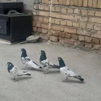 کبوتر|پرنده|گیان, |دیوار