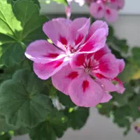 کمک داوطلبانه