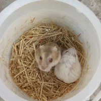 همستر رایگان