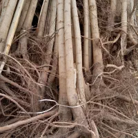 نهال صنوبر مقاوم رشد سریع و ماندگاری طولانی|خدمات باغبانی و درختکاری|کرج, فاز ۴ مهرشهر|دیوار