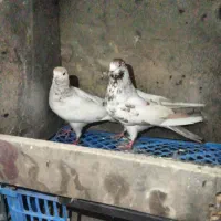 کفتر کله دم سبز تهرانی یکی از یکی بهتر
