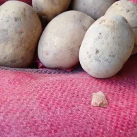 سیب زمینی درجه ۱