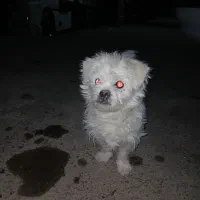 فروش|سگ|بروجن, |دیوار