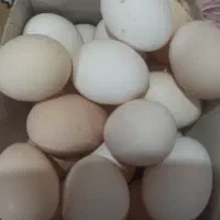 تخم مرغ نطفه دار گلین