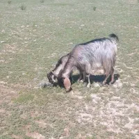 بزکهره دارباکهره بزرگ