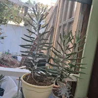 گل طبیعی اشک عروس ۱ پاندانوس۲ گل یخ۴