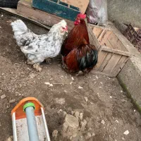 تخم مرغ گوشین تخم اردک مولد زینتی|حیوانات مزرعه|صومعهسرا, |دیوار