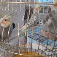 سه عدد عروس بازی گوش|پرنده|نسیم‌شهر, |دیوار