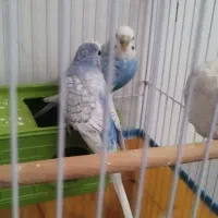 مرغ عشق رینبو اسپانگل