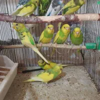 مرغ عشق ماده جوان