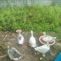 فروش تعدادی غاز و مرغ و خروس