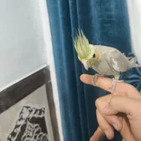 عروس هلندی آهویی