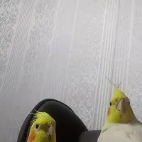 عروس هلندی نر ۲ ساله و ماده ۳ ماهه