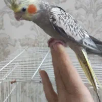 جوجه عروس هلندی|پرنده|مشهد, فاطمیه|دیوار