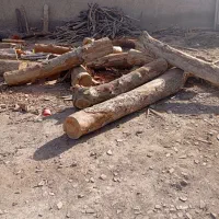 برش درخت خرید چوب قطع درخت|خدمات باغبانی و درختکاری|تهران, صادقیه|دیوار