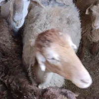 میش بره دار یکی نر یکی ماده بره بزرگ