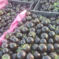 گوجه چری سیاه