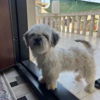 سگ پا کوتاه شیتزو|سگ|بم, |دیوار